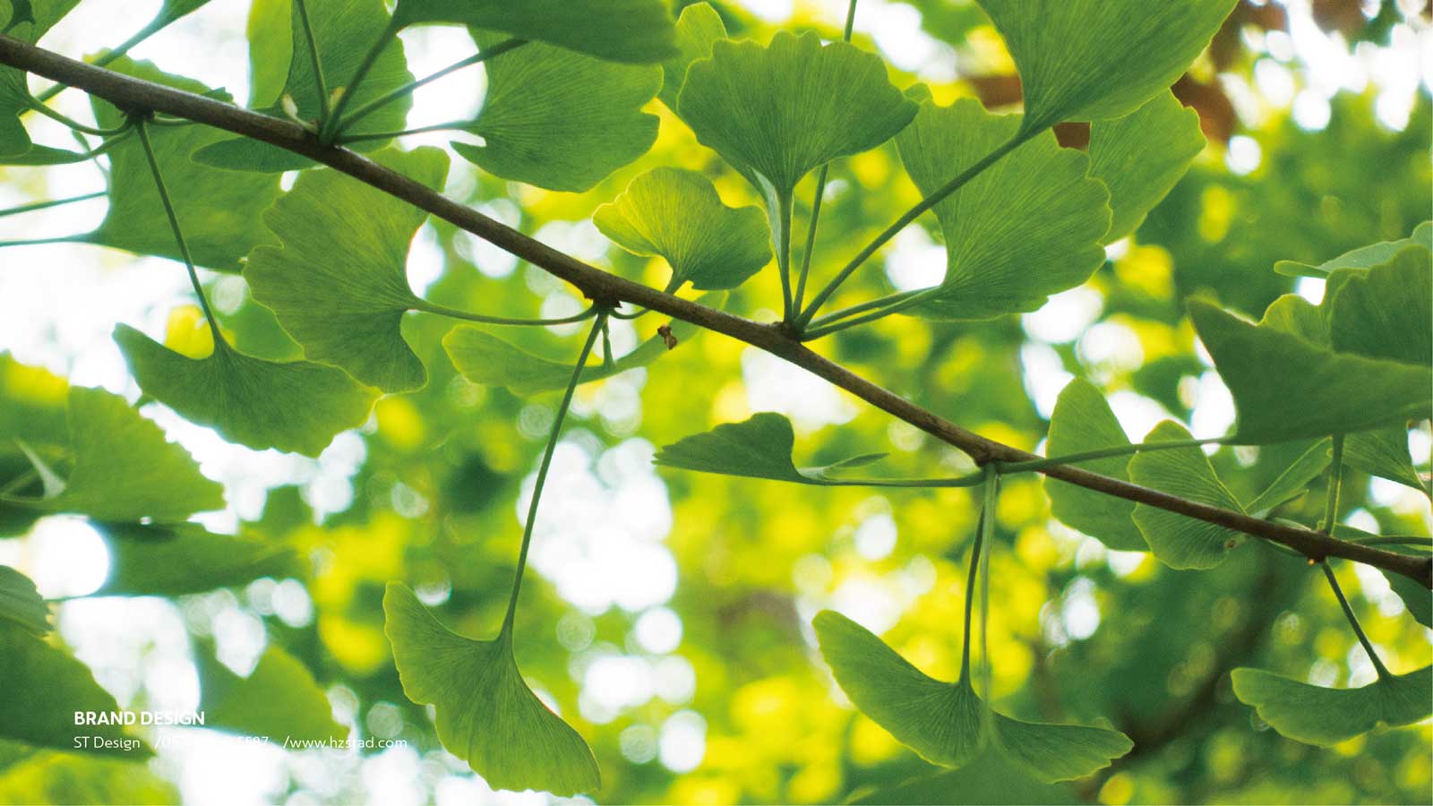 設(shè)計(jì)一套企業(yè)vi要多少錢(qián)?