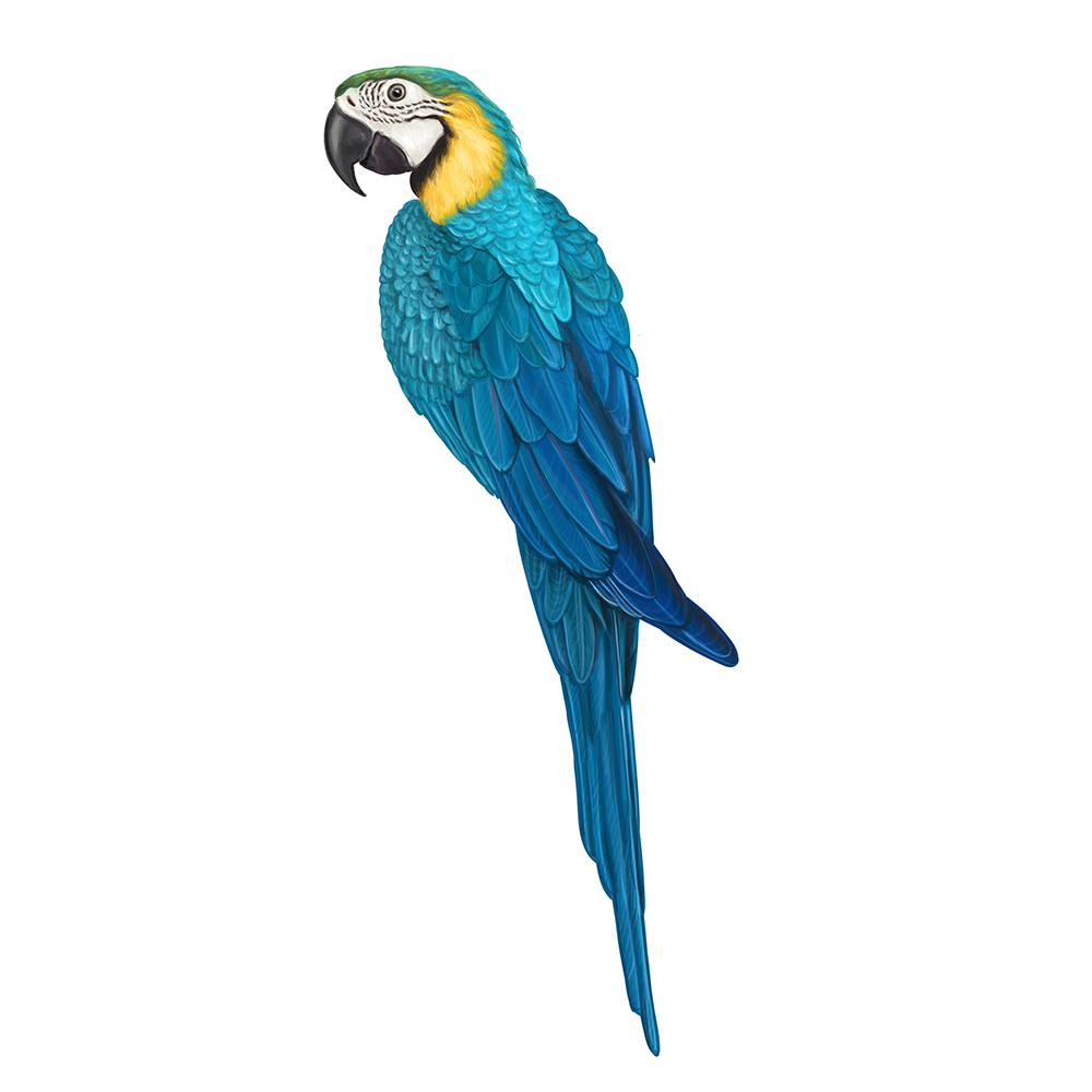 自然界野生動物來體現化妝品的純天然—護膚品包裝設計